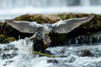 Nycticorax nycticorax