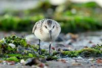 Calidris alba