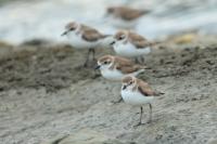 Charadrius leschenaultii