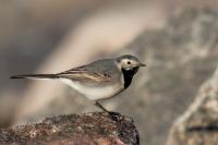 Motacilla alba