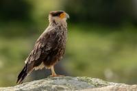 Caracara plancus