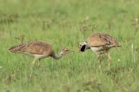 Tanzania-FAUNA