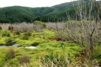 Landscape South Island