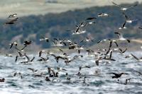 Larus dominicanus