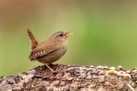 Troglodytes troglodytes