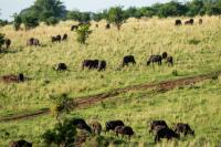 African buffalo