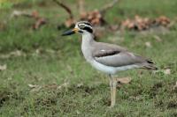 Sri Lanka FAUNA