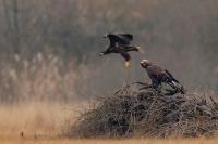 Aquila chrysaetos