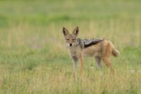 Black-backed jackal