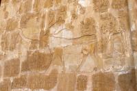 Egipt - TEMPLE of HATSHEPSUT