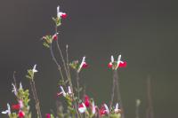 ECUADOR -FLOWERS