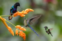 ECUADOR-FAUNA