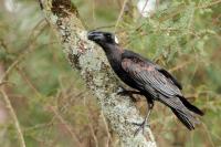 ETHIOPIA FAUNA