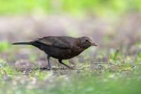 Turdus merula