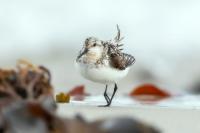 Calidris alba