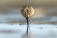 Calidris ferruginea