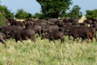 African buffalo