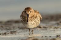 Calidris alpina