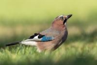 Garrulus glandarius