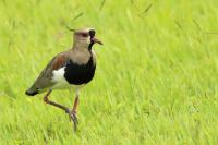 Argentina fauna