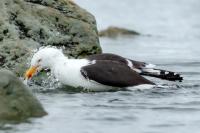 Larus dominicanus