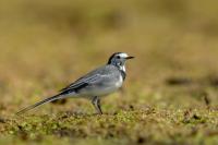 Motacilla alba