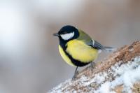 Parus major