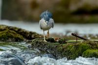 Nycticorax nycticorax