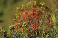 Tanzania-FLORA