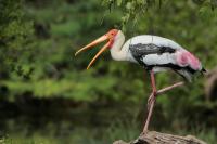 Sri Lanka FAUNA