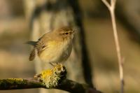 Phylloscopus collybita