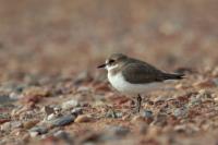 Charadrius leschenaultii