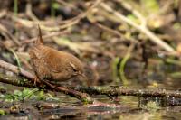 Troglodytes troglodytes