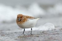 Calidris minuta