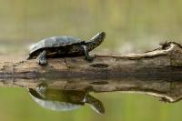 Hungary - FAUNA