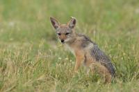 Black-backed jackal