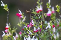 ECUADOR -FLOWERS