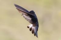 ECUADOR-FAUNA