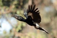 ETHIOPIA FAUNA