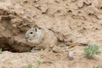 Kazakhstan FAUNA