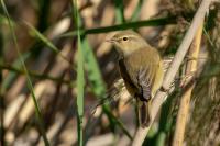 Phylloscopus collybita