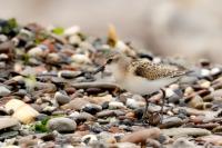 Calidris minuta