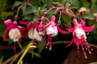 Madeira flora