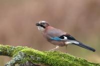 Garrulus glandarius