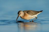 Calidris ferruginea