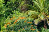 Dominican Republic  FLORA