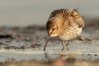 Calidris alpina