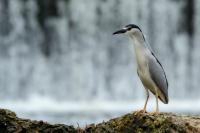 Nycticorax nycticorax