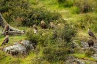 Caracara plancus