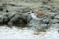 Charadrius leschenaultii